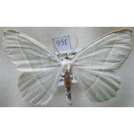 Campaea margaritaria (Linnaeus, 1761) male Ostrolot muszlowiak Czech95f